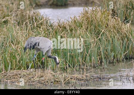 Gemeinsame / eurasische Kranich Grus Grus, drei Jahre alte "Monty", veröffentlicht durch das große Kran-Projekt Nestbau in überfluteten Marschland Stockfoto