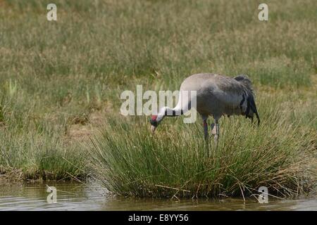 Drei Jahre alten gemeinsamen / eurasische Kranich (Grus Grus) Bart von dem großen Kran Projekt Futter für Insekten unter Seggen veröffentlicht. Stockfoto