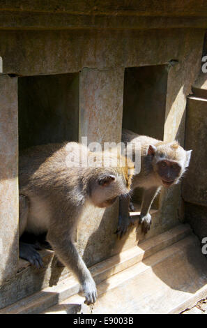 Zwei lange tailed graue Affen Pura Luhur Tempel Ulu Watu Bali Indonesien Stockfoto