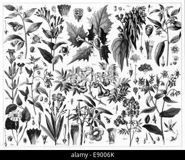 Gravierten Abbildungen von giftigen Pflanzen aus ikonographische Enzyklopädie der Wissenschaft, Literatur und Kunst, veröffentlicht im Jahre 1851. Stockfoto
