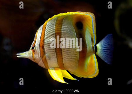 Copperband Butterflyfish (Chelmon Rostratus) Stockfoto