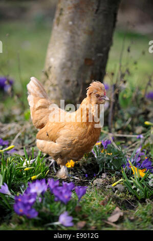 Ein Sultan freilaufenden Hühner unter Krokusse UK Stockfoto