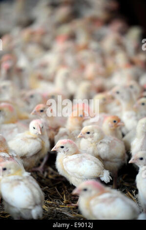 Eine Scheune von Küken auf einer Hühnerfarm, Gloucestershire UK ausgelöst wird Stockfoto