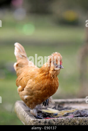 Eine Freilandhaltung Sultanhuhn auf eine Vogeltränke UK Stockfoto