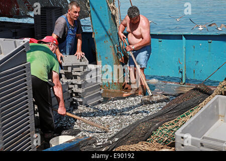 NESSEBAR, Bulgarien - 21. Juli 2014: Fischer den Fang des Sprotte entladen. Kleines Fischerboot am Schwarzen Meer Stockfoto