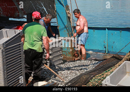 NESSEBAR, Bulgarien - 21. Juli 2014: Entladen Fischer den Fang des Sprotte auf kleinen Fischerboot Stockfoto