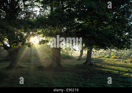Nebliger Morgen Sonnenaufgang; Wald Bäume, Bolderwood, New Forest National Park; Hampshire County; England; Großbritannien, UK Stockfoto