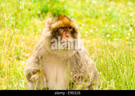 Eine Berberaffe Affe sitzt, beobachtet, inmitten dem Grün des langen Grases in Trentham Monkey Forest. Stockfoto