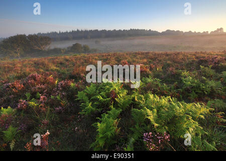 Nebliger Morgen Sonnenaufgang; Ibsley Common, New Forest National Park; Hampshire County; England; Großbritannien, UK Stockfoto