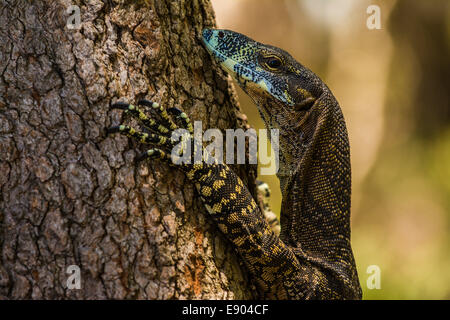 Goanna Kletterbaum am Adder Rock Campground, North Stradbroke Island, Queensland, Australien Stockfoto