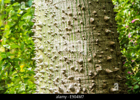 Seide Zahnseide Baumstamm (Ceiba Speciosa), Brisbane, Queensland, Australien Stockfoto