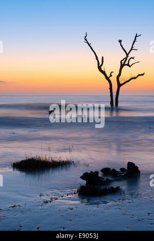 Sunrise, toter Baum im seichten Wasser des Atlantischen Ozeans, Hof, Edisto Island, Botany Bay, South Carolina USA Knochen Stockfoto