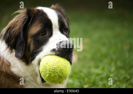 Ein riesiger Bernhardiner Hund spielt in einem Rasen-Hof mit einem Tennisball als Spielzeug. Stockfoto