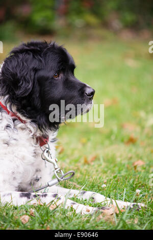 Eine große schwarze und weiße Mischling Hund, der auf eine Krawatte legt in einem Rasen-Hof. Stockfoto