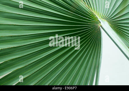 Grüne Wedel von einem Ventilator-Palme und Beschaffenheit der Blätter Stockfoto