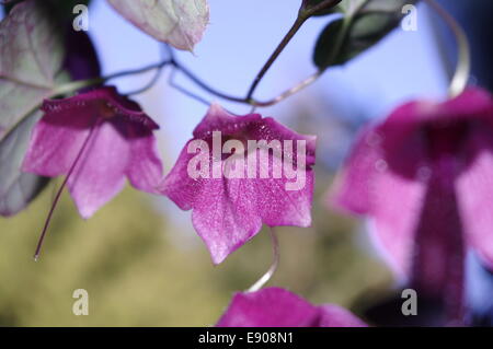 Rosa Glockenblumen Stockfoto