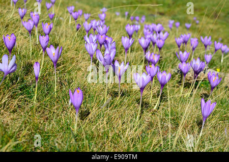 Herbst-Krokusse in den Pyrenäen Stockfoto