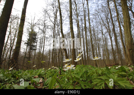 Anemonen im Wald Stockfoto