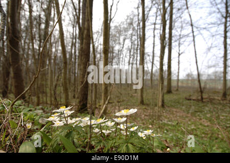 Anemonen im Wald Stockfoto