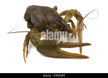 Flusskrebse Stockfoto