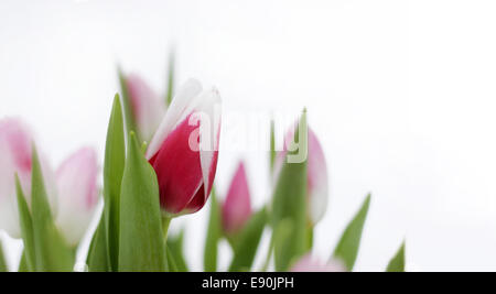 schöne Tulpen auf weißem Hintergrund Stockfoto