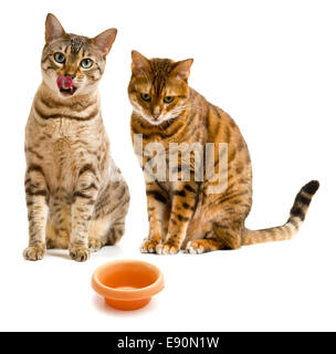 Paar von Bengal Katzen eine Lippen lecken Stockfoto