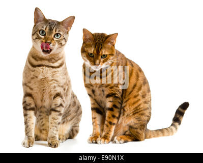 Paar von Bengal Katzen eine Lippen lecken Stockfoto