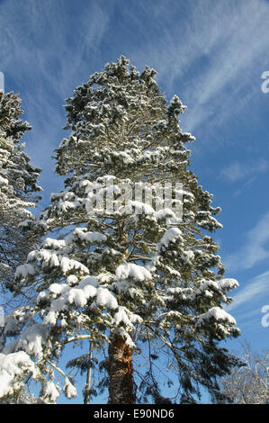 Abies Concolor, Kolorado Tanne, Weißtanne Stockfoto