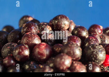 Gefrorene Beeren von schwarzen Johannisbeeren auf blauem Hintergrund Stockfoto