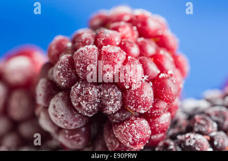 Die gefrorenen Beeren von Blackberry hautnah auf blauem Hintergrund Stockfoto