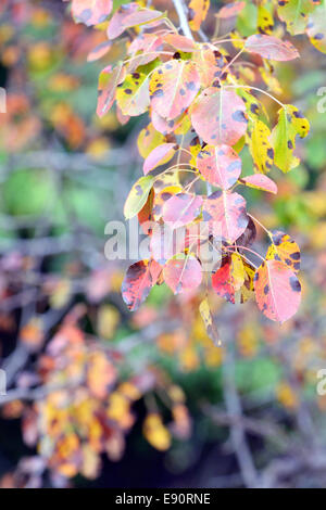 Buntes Herbstlaub auf dem Ast Stockfoto