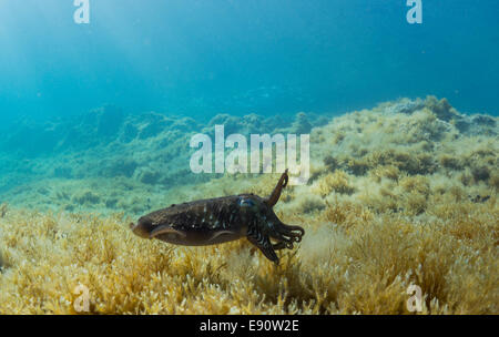 Gemeinsamen Tintenfisch, Sepia Officinalis, im Mittelmeer in Malta. Stockfoto