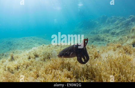 Gemeinsamen Tintenfisch, Sepia Officinalis, im Mittelmeer in Malta. Stockfoto