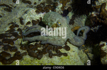 Krake, Octopus Vulgaris, close-up Form aufs Mittelmeer. Dieses Bild wurde in Malta aufgenommen. Stockfoto