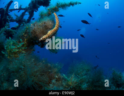 Fireworm nennt man auch bärtige Feuer Wurm, Hermodice Carunculata, im Mittelmeer. Dieses Bild wurde in Malta aufgenommen. Stockfoto