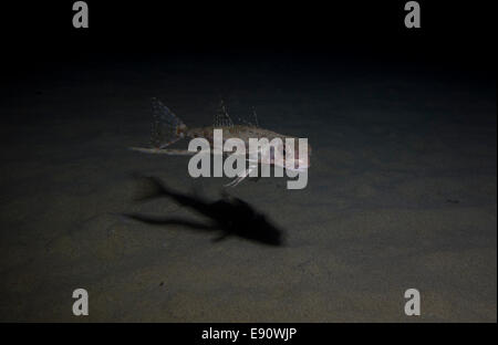 Fliegen, Knurrhahn, Dactylus Volitans, Foto von Malta, westliches Mittelmeer. Stockfoto