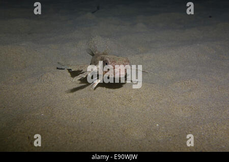 Fliegen, Knurrhahn, Dactylus Volitans, Foto von Malta, westliches Mittelmeer. Stockfoto