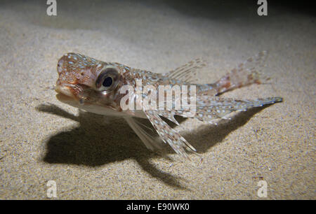 Fliegen, Knurrhahn, Dactylus Volitans, Foto von Malta, westliches Mittelmeer. Stockfoto