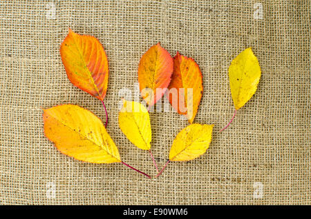 Farbige Herbstblätter aus einem Kirschbaum auf Sackleinen Oberfläche Stockfoto