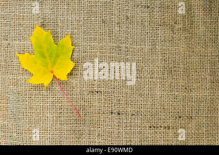 Einzigen Fall farbige Ahornblatt auf eine Oberfläche, Sackleinen Stockfoto