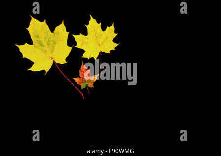 Im Herbst farbige gelbe Ahornblätter auf einem dunklen Hintergrund Stockfoto