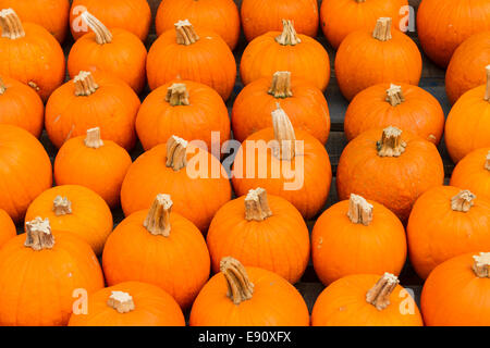 Orangefarbene Kürbisse alle in einer Reihe zu verkaufen Int gleichzeitig Shop für Halloween. Stockfoto