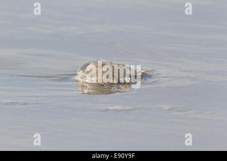 Quallen an den Strand gespült. Stockfoto