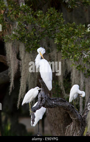 Silberreiher (Ardea Alba) putzen Stockfoto