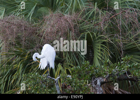 Silberreiher (Ardea Alba) putzen Stockfoto