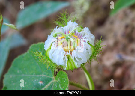 Blume aus Thailand, stinkenden Passionsblume, scharlachroten Früchten Passionsblume, Passiflora Foetida, stinkende Passionsblume im Garten Stockfoto