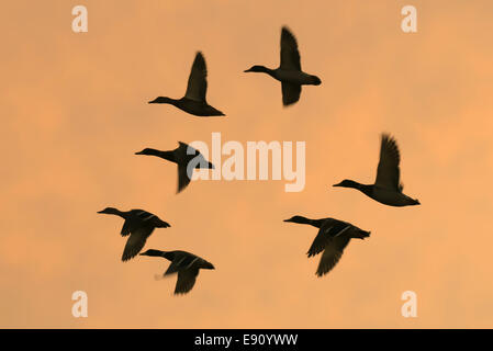 kleine Herde von Enten in der Silhouette eine Orange Sky Stockfoto