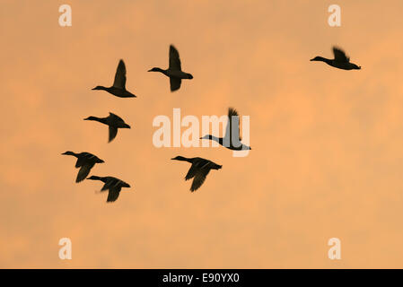 Herde von Enten in der Silhouette eine Orange Sky Stockfoto