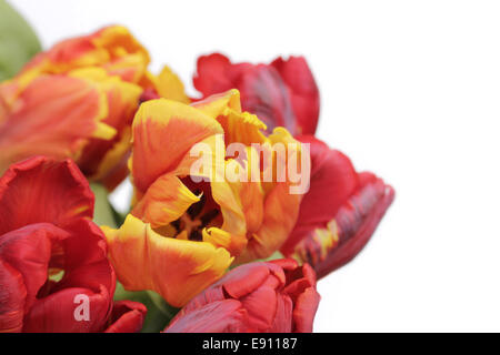 Tulpen auf weiß Stockfoto