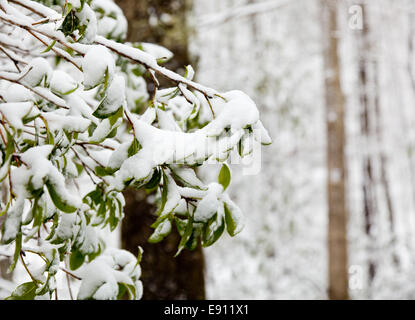 Rhododendron Blättern bedeckt im Schnee Stockfoto